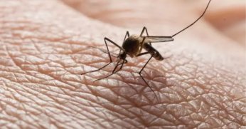 Sağlık Bakanlığından Batı Nil Virüsü enfeksiyonu uyarısı