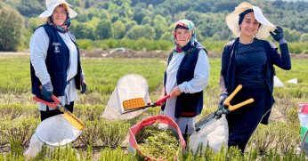 Kocaeli’de biberiye hasadı başladı