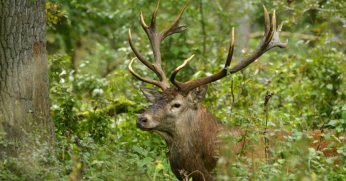 Ormanya’da üretilen Kızıl Geyikler doğaya salınacak