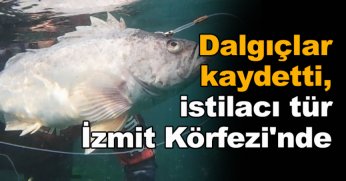  Dalgıçlar kaydetti, istilacı tür İzmit Körfezi'nde