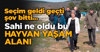 İzmit Belediyesi Sokak Köpeklerini ‘Barınağım yok’ diyerek toplamıyor. 