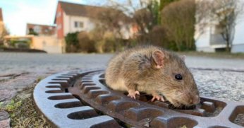 Kabloları fareler yedi