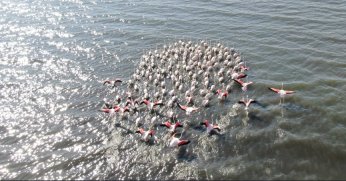 İzmit Körfezi'nde allı turna şöleni