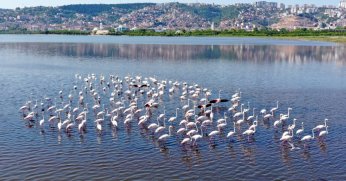 İzmit Körfezi’nin pembe süsleri geldi
