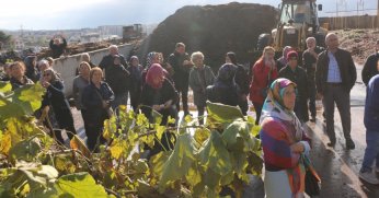 Körfez'in çınarları mantar topladı