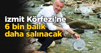 İzmit Körfezi’ne 6 bin balık daha salınacak