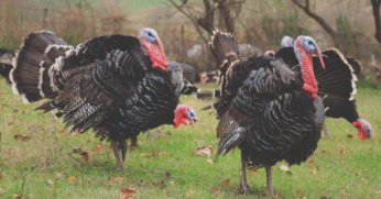 Yılbaşı yaklaşıyor, kandıra hindisi el yakıyor