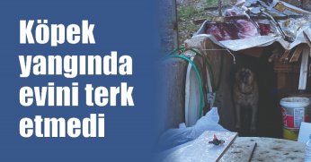 Köpek yangında evini terk etmedi