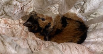 Sizin başınıza da gelebilir