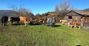 4 gündür kayıp olan büyükbaş hayvanlar dronla bulundu
