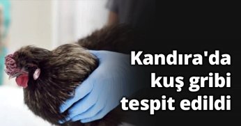 Kandıra'da kuş gribi tespit edildi 