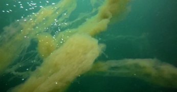 İzmit Körfezi’nde müsilaj tehlikesi yeniden gündemde