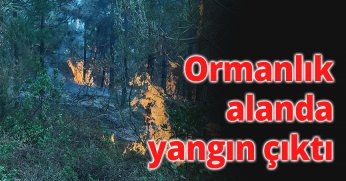 Ormanlık alanda yangın çıktı