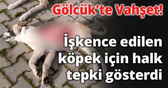 İşkence edilen köpek için halk tepki gösterdi