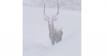 Karla kaplı alanlarda kızılgeyik güzelliği