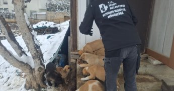 İzmit Belediyesi sokak hayvanlarını unutmadı!