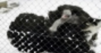 Deve kuşunun kar sevinci kamerada