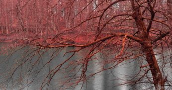 Kızılötesi ışığın büyüleyici estetiği sergilenecek