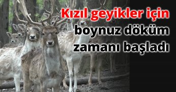 Kızıl geyikler için boynuz döküm zamanı başladı, sıra daha görkemlilerde
