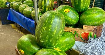 Karpuz Kabuğu Denize Erken Düştü: Fiyatları Şaşırttı!