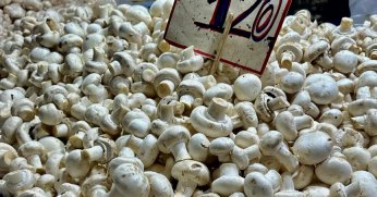 Pazarda mantar fiyatları cep yakıyor!