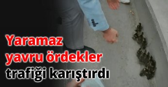 Yaramaz yavru ördekler trafiği karıştırdı