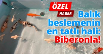 Kocaeli'de balık beslemenin en tatlı hali: Biberonla!