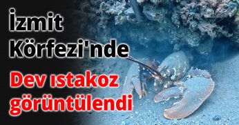 İzmit Körfezi'nde dev ıstakoz görüntülendi