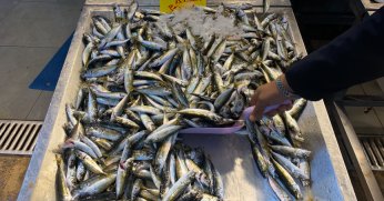 15 Nisan av yasağı öncesi Balık tezgahlarında hareketlilik!