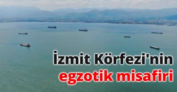  İzmit Körfezi'nin egzotik misafiri