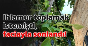 Ihlamur toplamak istemişti, faciayla sonlandı!