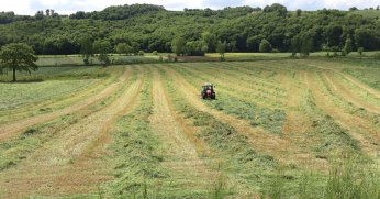 Kocaeli’nde “süt otu” hasadı başladı