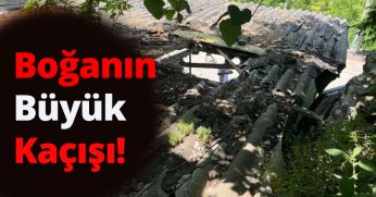 Boğanın Büyük Kaçışı: Çatıya Çıktı, Arabanın Üstüne Düştü