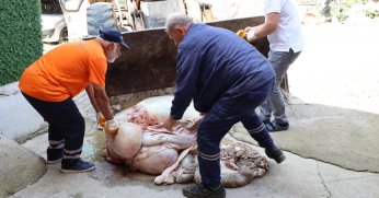 Başiskele´de Kurban Atıkları Hızla Toplanıyor