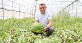 Kandıra Karpuzu’nda Hasat Şöleni Başladı!