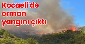 Kocaeli'de orman yangını çıktı