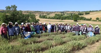 Kocaeli’de kekik hasadı başladı