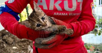 Yavru Kedi Kurtarıldı!