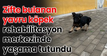 Zifte bulanan yavru köpek rehabilitasyon merkezinde yaşama tutundu