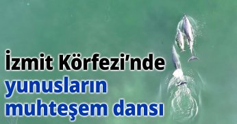 İzmit Körfezi’nde yunusların muhteşem dansı