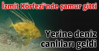 İzmit Körfezi'nde çamur gitti, yerine deniz canlıları geldi