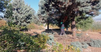 Başiskele’de Ağaç Budama ve Bakım Çalışmaları