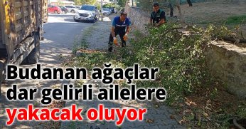 Budanan ağaçlar dar gelirli ailelere yakacak oluyor