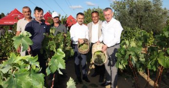 Vali Aktaş ve Başkan Büyükakın Üzüm Hasadına Katıldı