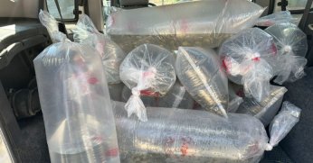 Bolu'dan Kocaeli'ye yavru sazanlar geldi