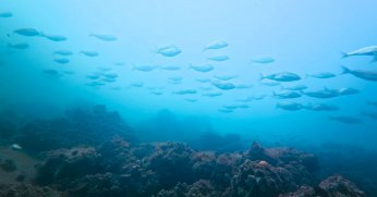 İzmit Körfezi’nde muhteşem görüntüler