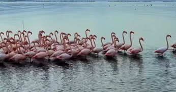 Sanayi Kenti mi, Kuş Cenneti mi?