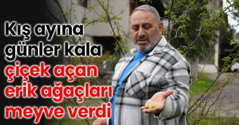 Kış ayına günler kala çiçek açan erik ağaçları meyve verdi
