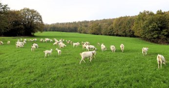 Süt otu desteği meraları berekete kavuşturdu