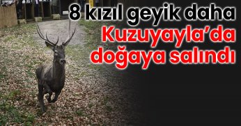 8 kızıl geyik daha Kuzuyayla’da doğaya salındı